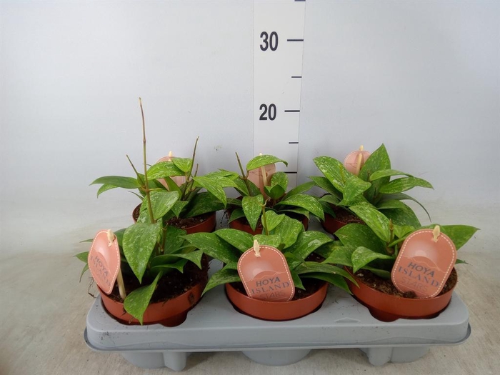 <h4>Hoya latifolia 'Rangsan'</h4>