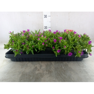 Delosperma coop. 'JewDesert'  ..mix