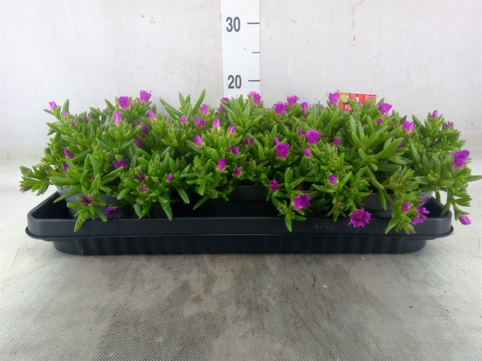 <h4>Delosperma coop. 'JewDesert'  ..mix</h4>