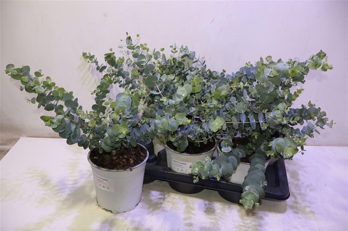 <h4>Eucal Cinerea</h4>