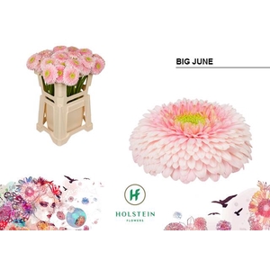 Gerbera Pomponi Big June Water