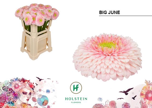 <h4>Gerbera Pomponi Big June Water</h4>