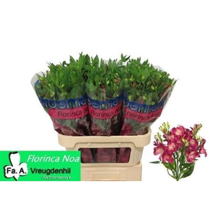 Alstroemeria Noa