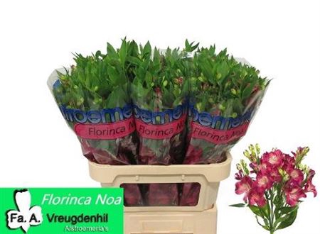 Alstroemeria Noa