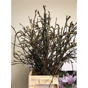 T Magnolia Grandiflora