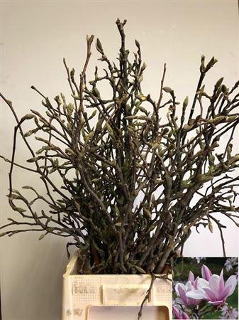 <h4>T Magnolia Grandiflora</h4>