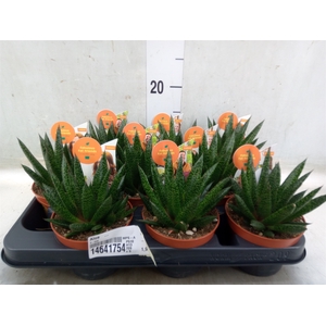 Aloe   ...