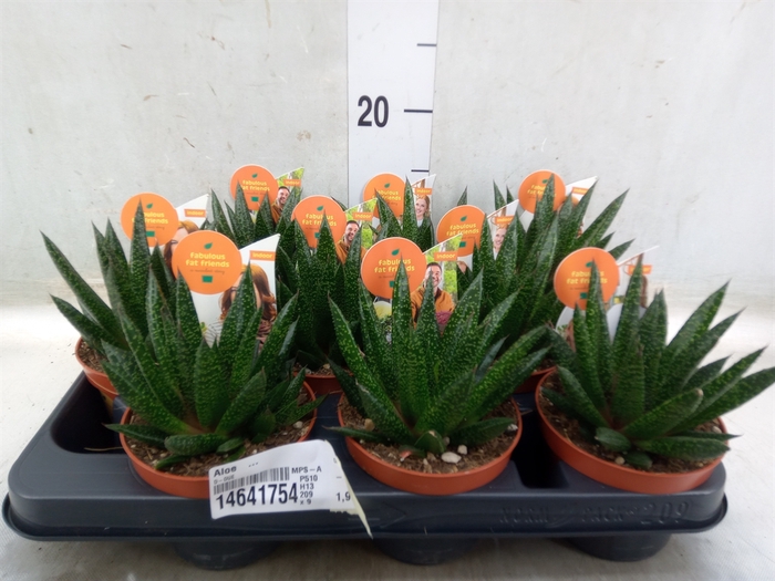 <h4>Aloe   ...</h4>