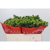 Hypericum Lucky Romance