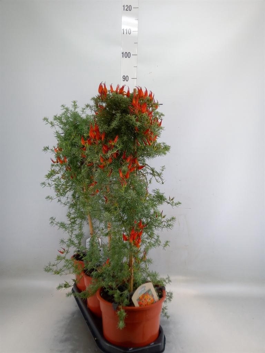 <h4>Lotus corniculatus</h4>