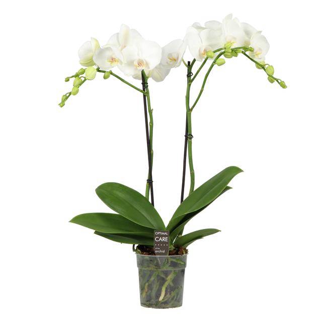 <h4>PHAL OPTI FUNDA P12 WHITE 2 SPIKE</h4>