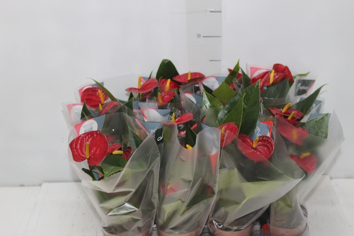 <h4>ANTHURIUM RED SUCCESS P09</h4>