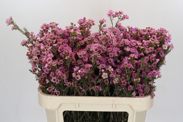 <h4>Chamelaucium Adi</h4>