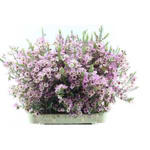 Chamelaucium Adi Pink