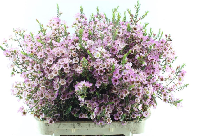 <h4>Chamelaucium Adi Pink</h4>