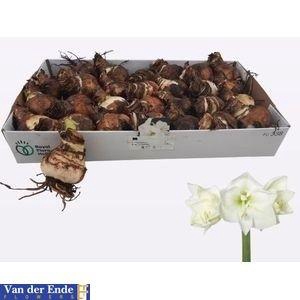 <h4>BLOEMBOL HIPPEASTRUM</h4>