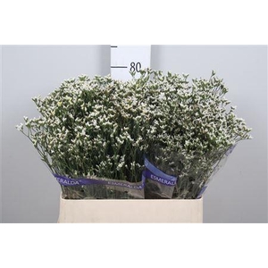 Lim Sin White Lace (parfumed) (box)