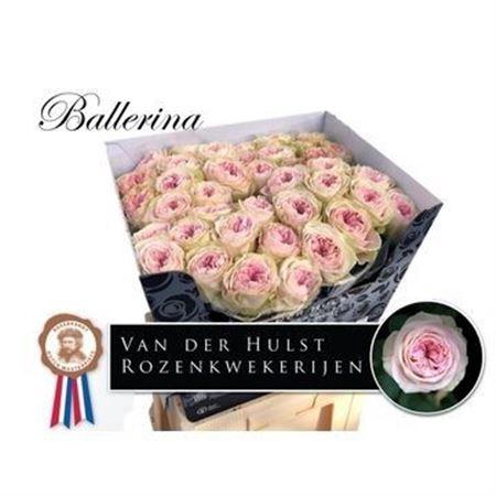 <h4>Rosa a grande fleur Ballerina Summerhouse</h4>