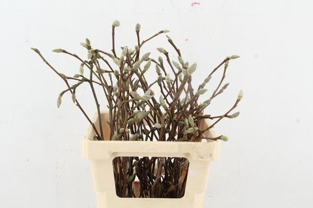 MAGNOLIA SOULANGEANA 080CM