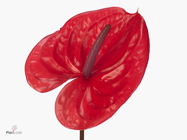 Anthurium Enjoy