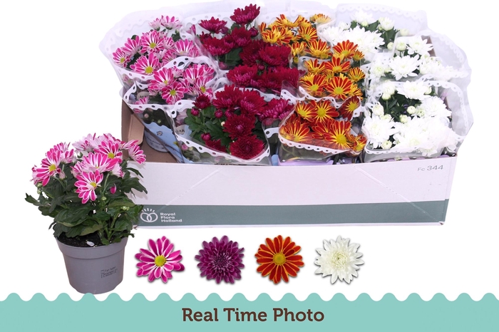 <h4>CHRYS GEM 4 KL</h4>