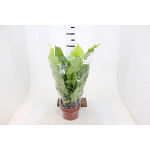 ASPLENIUM NIDUS P20