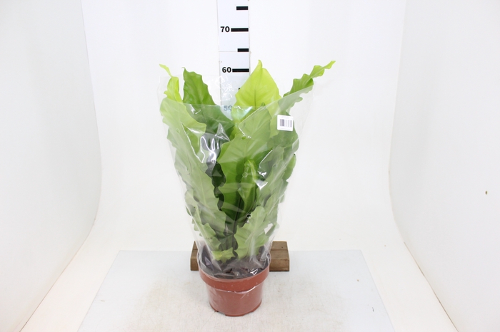 ASPLENIUM NIDUS P20