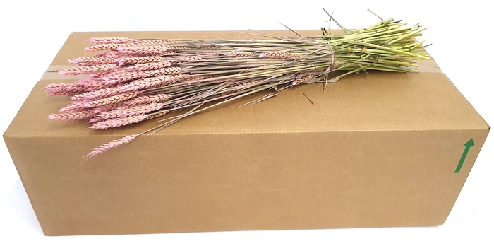 Triticum per bunch Frosted Pink