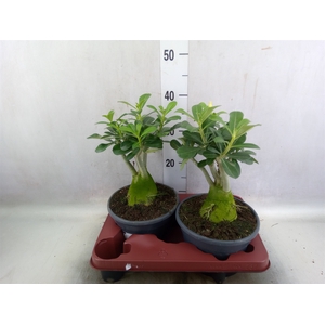 Adenium obesum