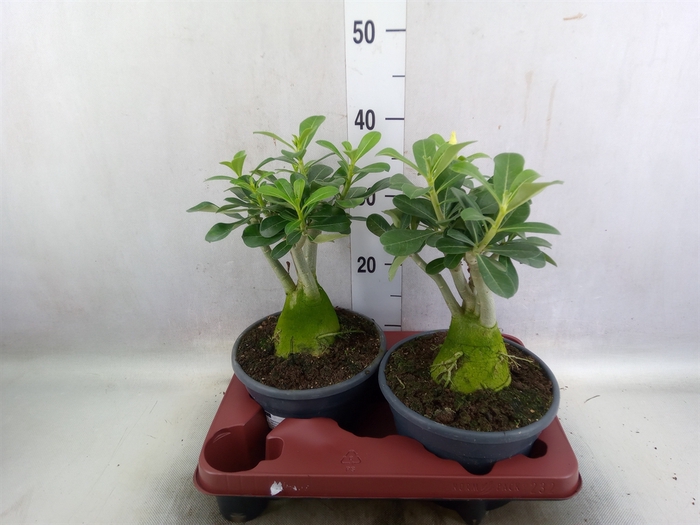 Adenium obesum