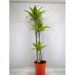 Dracaena fr de 'LemonLime'