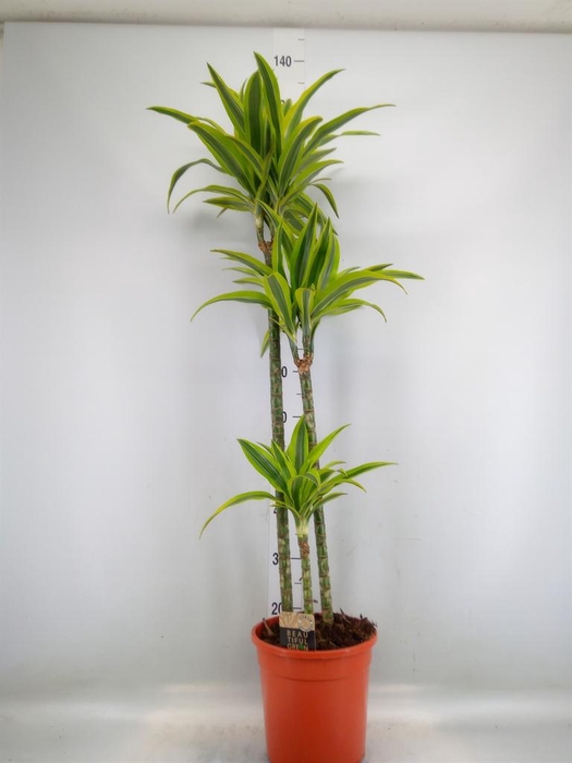 <h4>Dracaena fr de 'LemonLime'</h4>