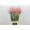 Nerine Casandra