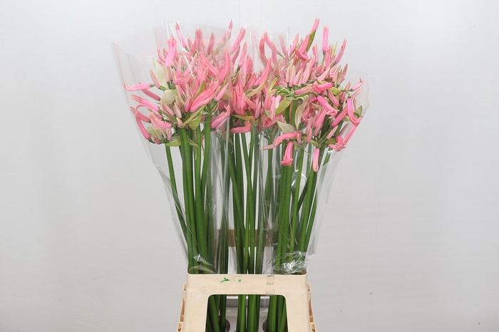 Nerine Casandra