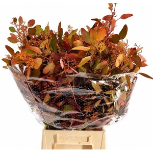 EUC. POPULUS BES 300GR HERFST