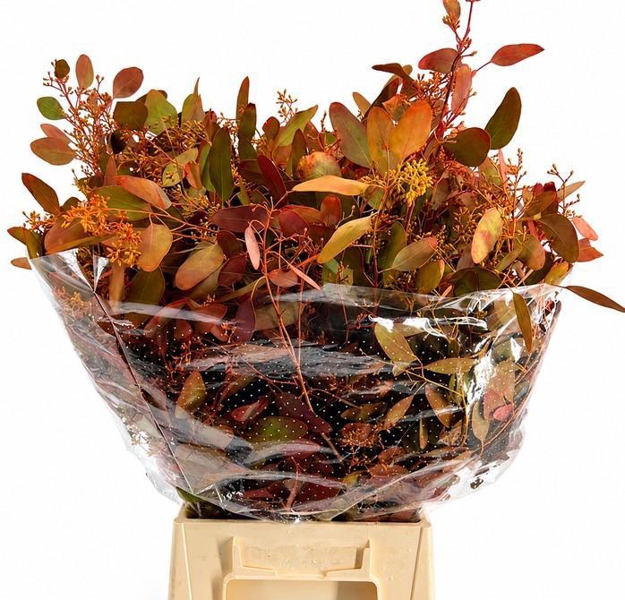 <h4>EUC. POPULUS BES 300GR HERFST</h4>