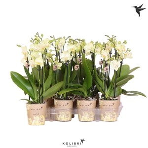 Kolibri Orchids Phalaenopsis Yellow 3 spike