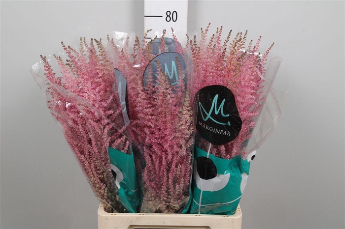 <h4>Astil Ar Erika</h4>