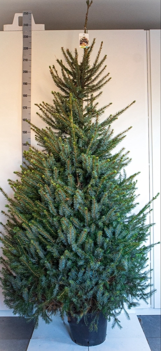 <h4>PICEA OMORIKA</h4>