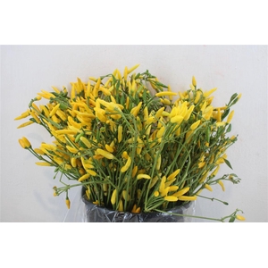 Pepers Paprika Yellow P Bunch