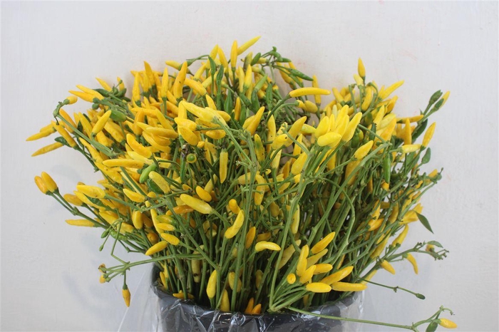 <h4>Pepers Paprika Yellow P Bunch</h4>