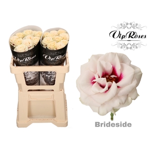 R GR BRIDESIDE! x 20
