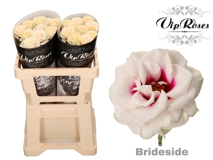 R GR BRIDESIDE! x 20