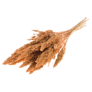 Amaranthus Coral Misty