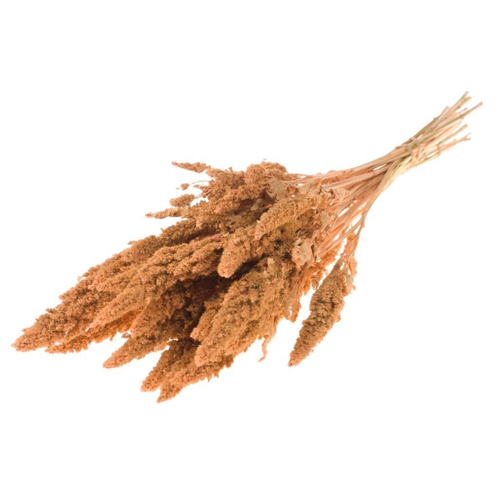 <h4>Amaranthus Coral Misty</h4>