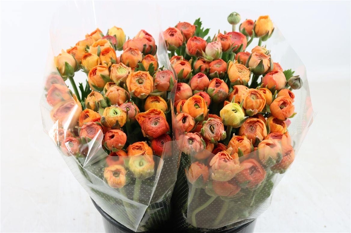 <h4>Ran Amandine Salmon</h4>