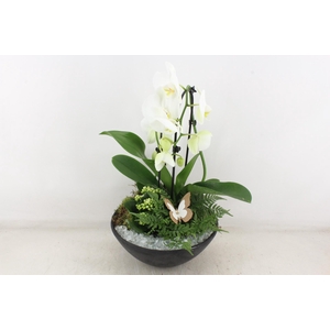 arr2 PL - Ebbischaal phal. wit