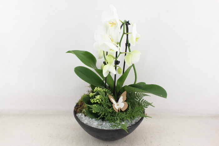 <h4>arr2 PL - Ebbischaal phal. wit</h4>