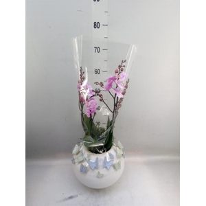 Arr.  Phalaenopsis  H%