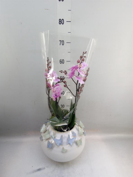 <h4>Arr.  Phalaenopsis  H%</h4>